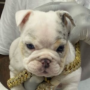 Meet your Posher, Gary